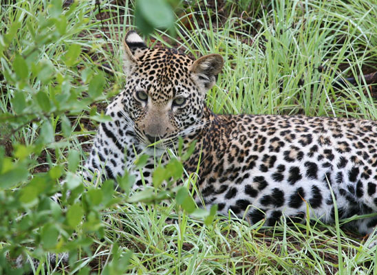 Panthera pardus pardus - The Leopard