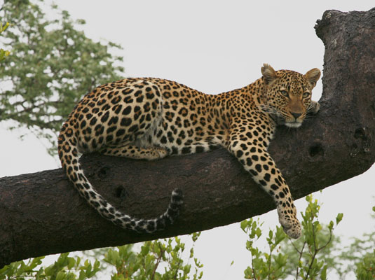 Panthera pardus pardus - The Leopard