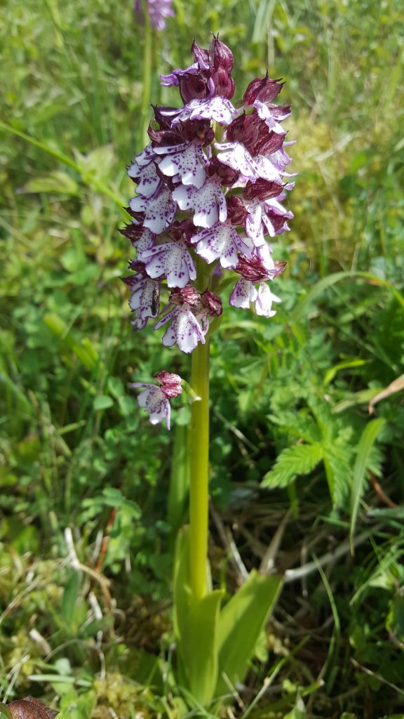 Lady Orchid