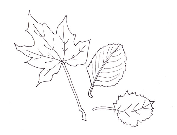 three leaves, a realistic line drawing