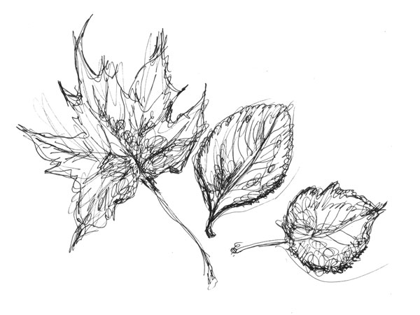 Three leaves, a sketch-like drawing