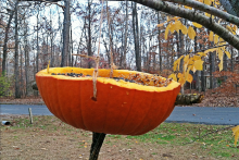 DIY-Pumpkin-Bird-Feeder