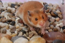 DIY-Hamster-Rock-Garden