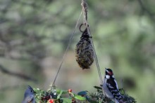 DIY-Decorative-Wreath-Bird-Feeder