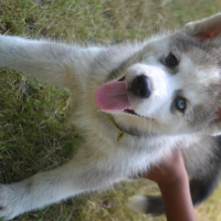 siberian-husky-pedigree-puppies-other-islamabad