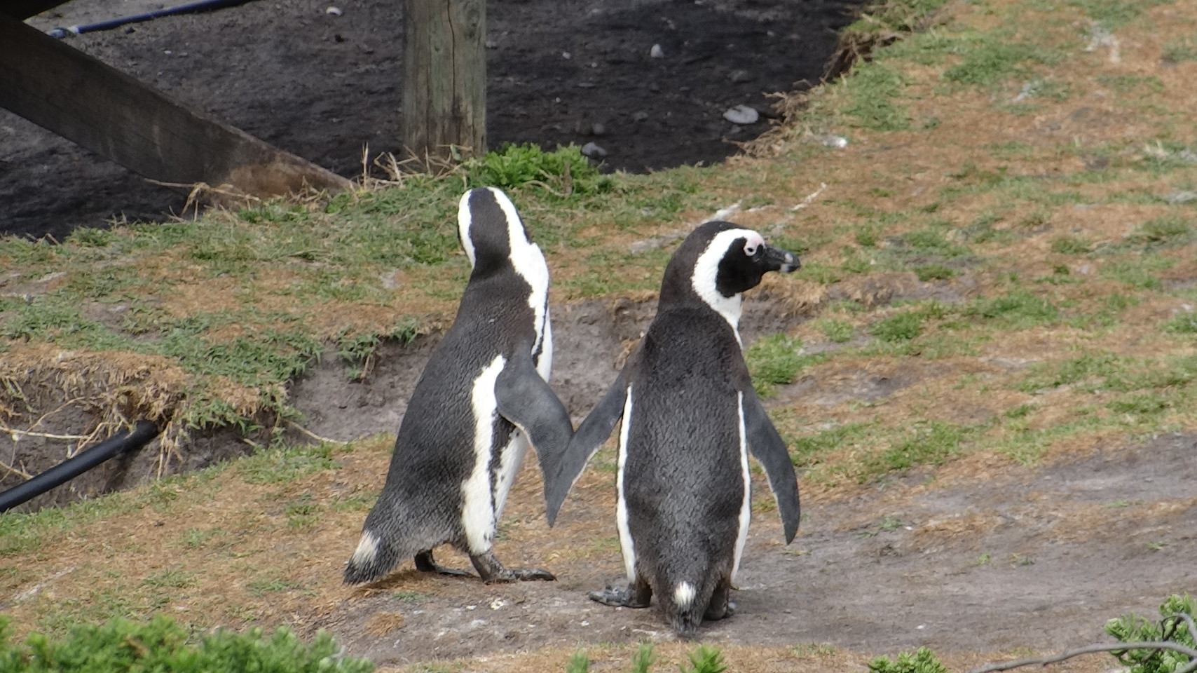 Penguin couple