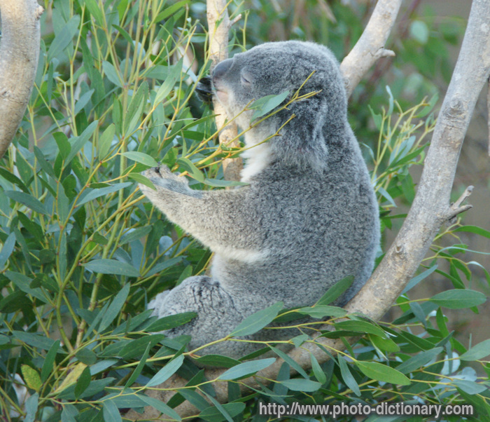 koala - photo/picture definition - koala word and phrase image