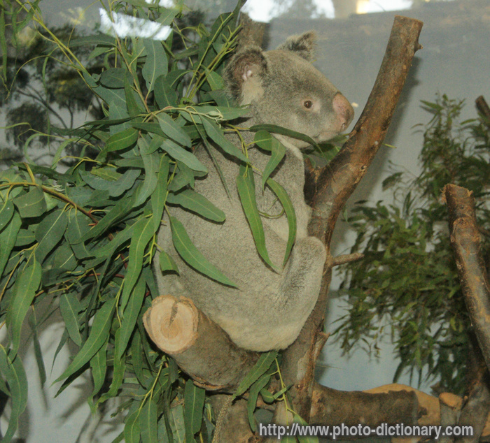 koala - photo/picture definition - koala word and phrase image