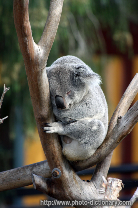 koala - photo/picture definition - koala word and phrase image