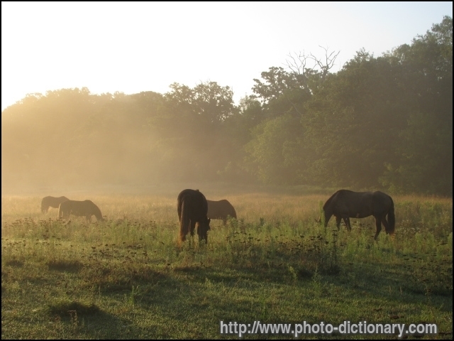 horse - photo/picture definition - horse word and phrase image