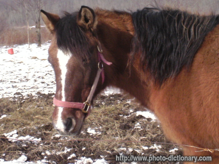 horse - photo/picture definition - horse word and phrase image