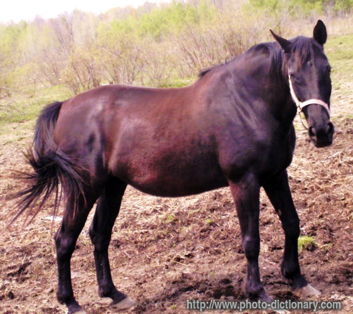 horse - photo/picture definition - horse word and phrase image