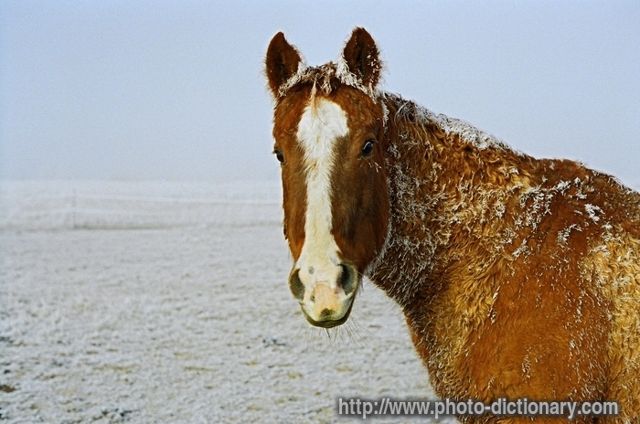 horse - photo/picture definition - horse word and phrase image