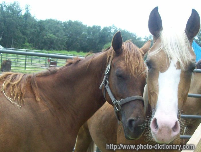 horse - photo/picture definition - horse word and phrase image