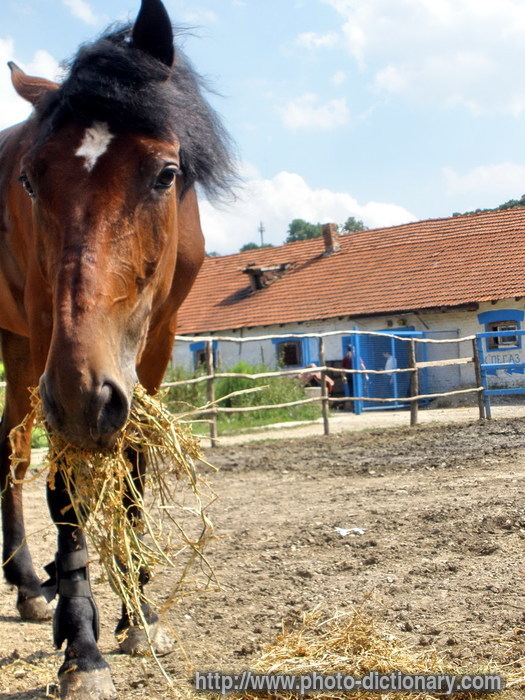 horse - photo/picture definition - horse word and phrase image