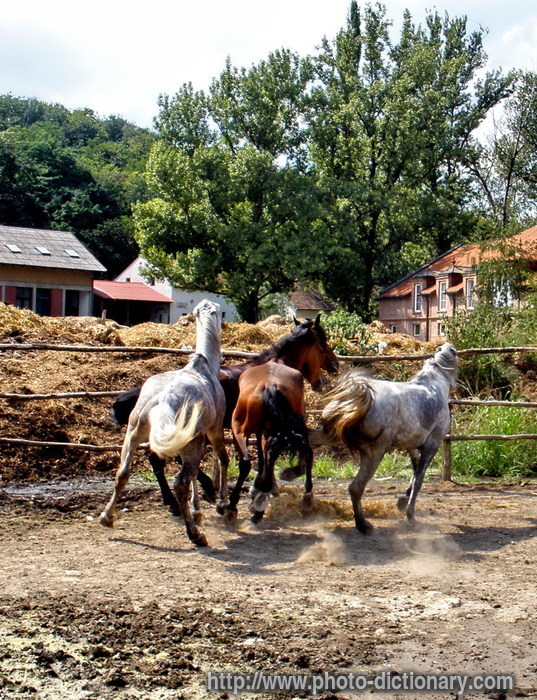 horse - photo/picture definition - horse word and phrase image