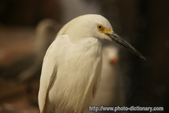 bird - photo/picture definition - bird word and phrase image