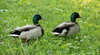 ducks - photo/picture definition - ducks word and phrase image