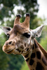 giraffe - photo/picture definition - giraffe word and phrase image