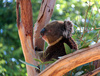 koala - photo/picture definition - koala word and phrase image