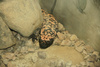 gila monster - photo/picture definition - gila monster word and phrase image