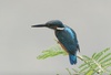 kingfisher - photo/picture definition - kingfisher word and phrase image