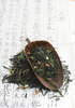 genmaicha - photo/picture definition - genmaicha word and phrase image