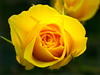 rose - photo/picture definition - rose word and phrase image