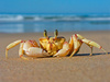 crab - photo/picture definition - crab word and phrase image