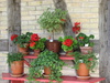 geraniums - photo/picture definition - geraniums word and phrase image