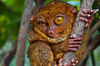 big-eyed tarsier - photo/picture definition - big-eyed tarsier word and phrase image