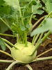 kohlrabi - photo/picture definition - kohlrabi word and phrase image