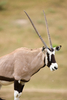 gemsbok - photo/picture definition - gemsbok word and phrase image