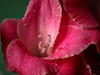 flowers - photo/picture definition - flowers word and phrase image