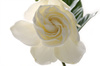 gardenia - photo/picture definition - gardenia word and phrase image