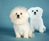 bichon frise - photo/picture definition - bichon frise word and phrase image