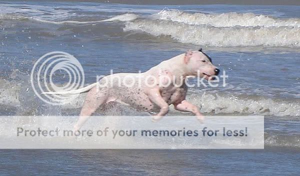 poza Dog Argentinian alergand dupa sirene