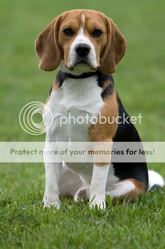 poze caine de talie mica beagle