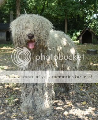 poza caine Komondor - Paznic de meserie