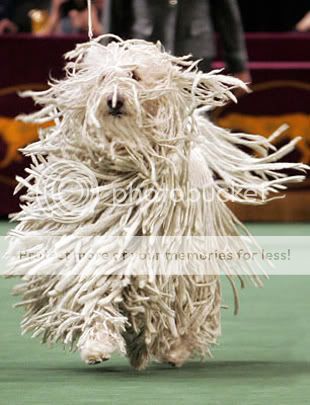 poza caine Komondor fluturandu-si blana