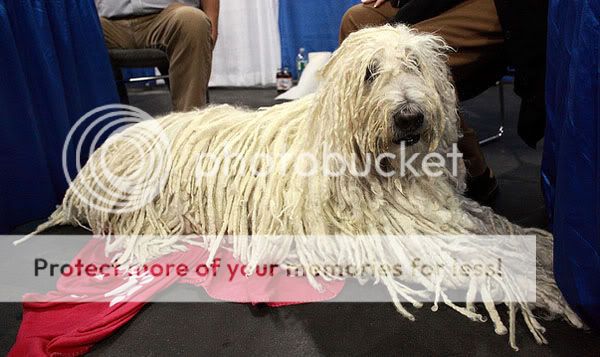 poza caine Komondor culcat