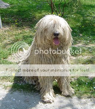 poza caine Komondor alert