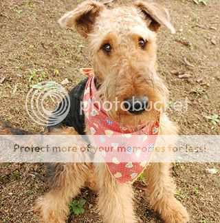 poza caine Airedale Terrier-Ne dati ori nu ne dati