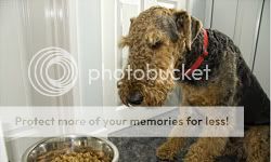 airedale