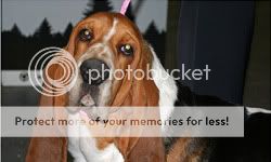 basset