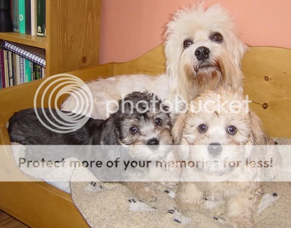 poza caini dandie dinmont terrier - trio irezistibil