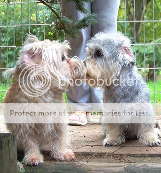 poza caini dandie dinmont terrier facand schimb de guma de mestecat, dupa masa