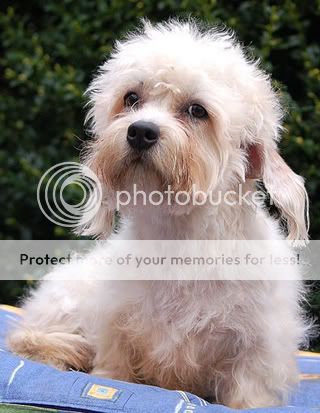 poza caine dandie dinmont terrier facand baie de soare