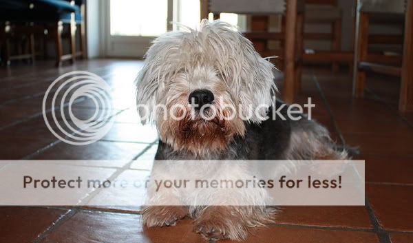 poza caine dandie dinmont terrier, la racoare, pe gresia din bucatarie