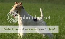 fox terrier